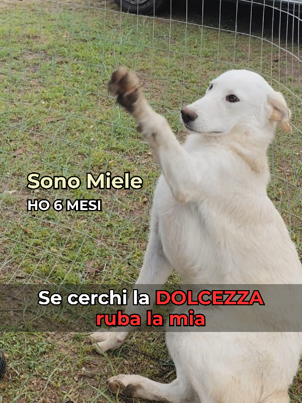Miele - 6 Mesi - Dolce E Socievole